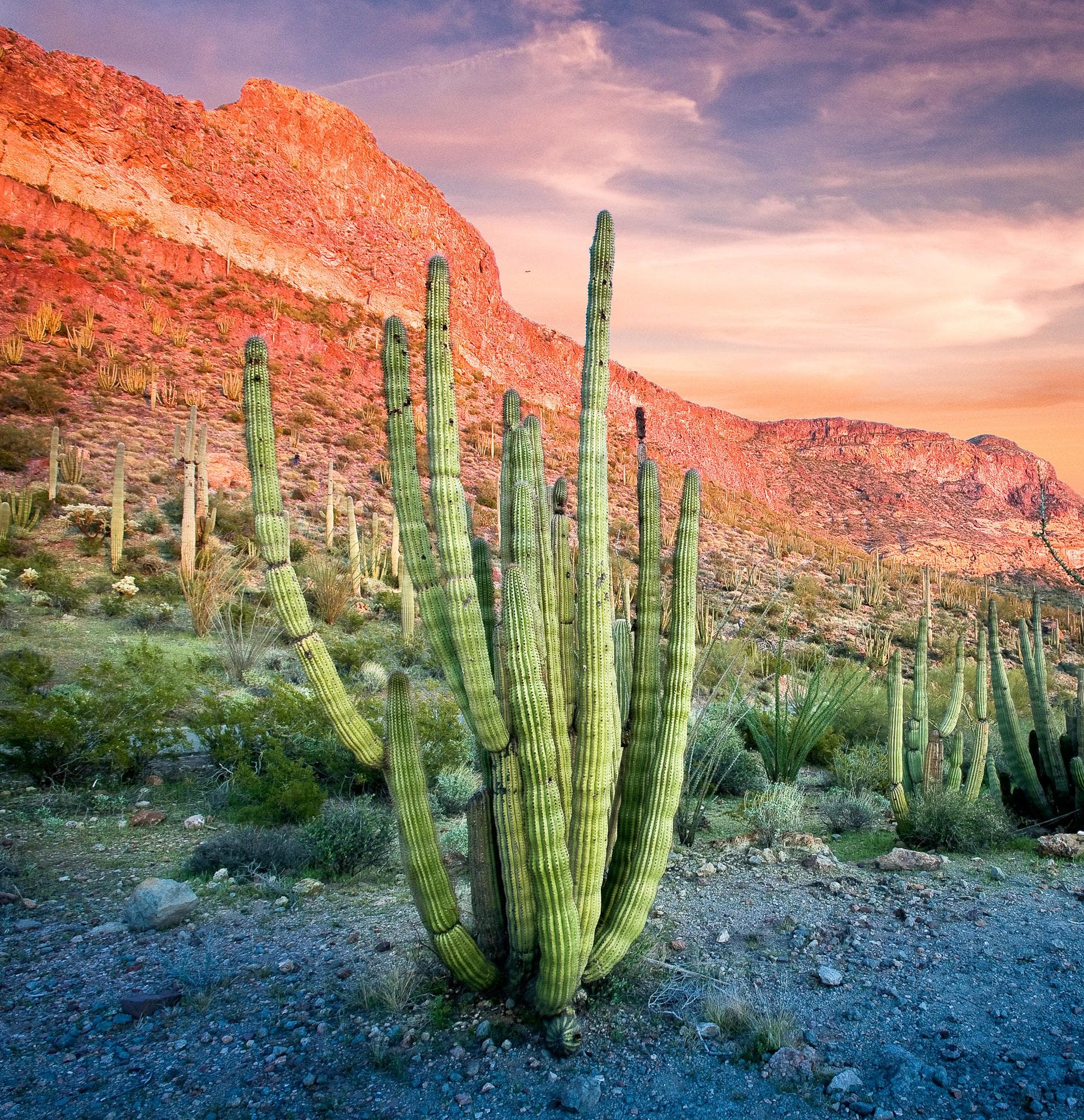 Organ Pipe Cactus National Monument