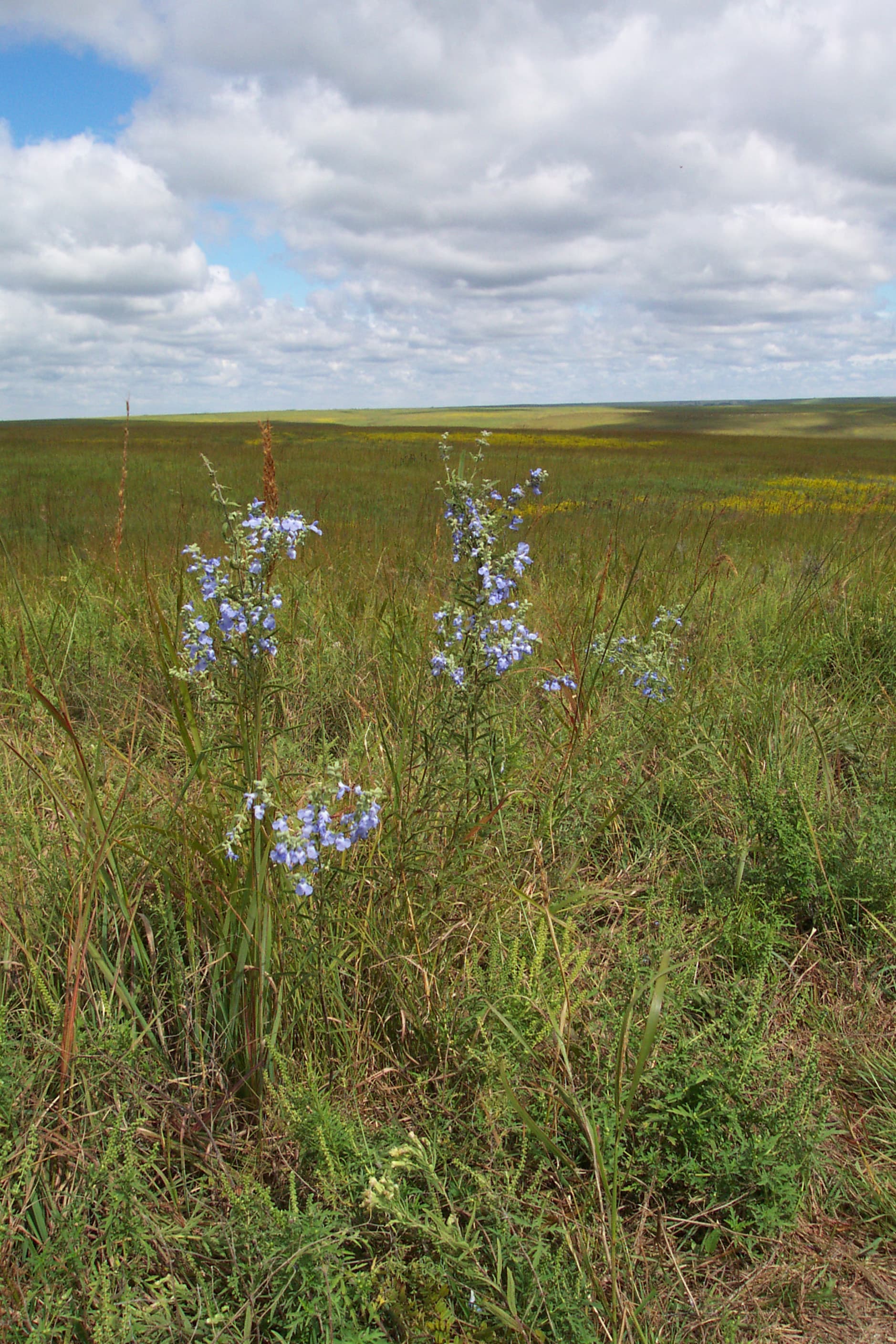 Tallgrass Prairie National Preserve