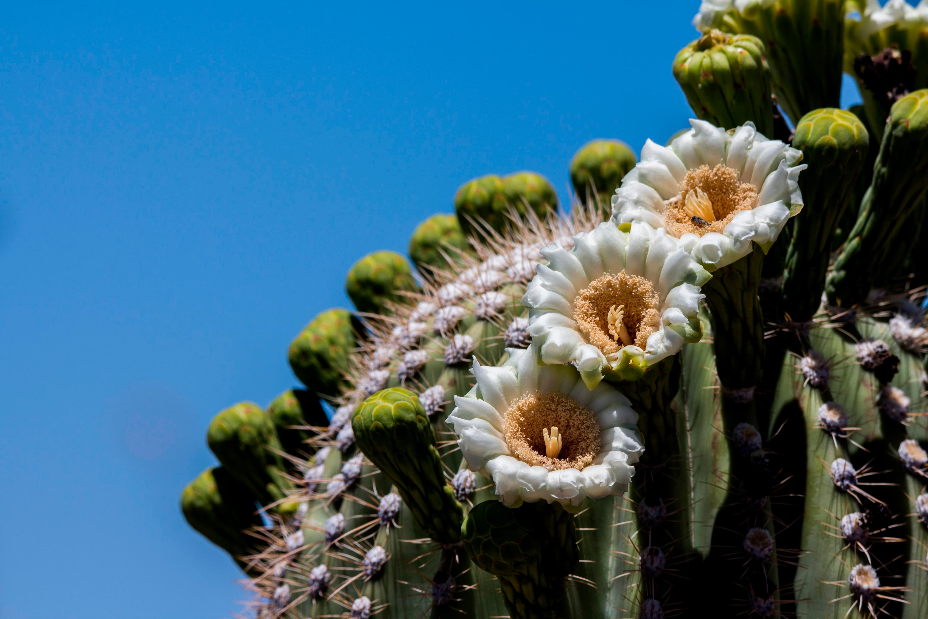Saguaro National Park