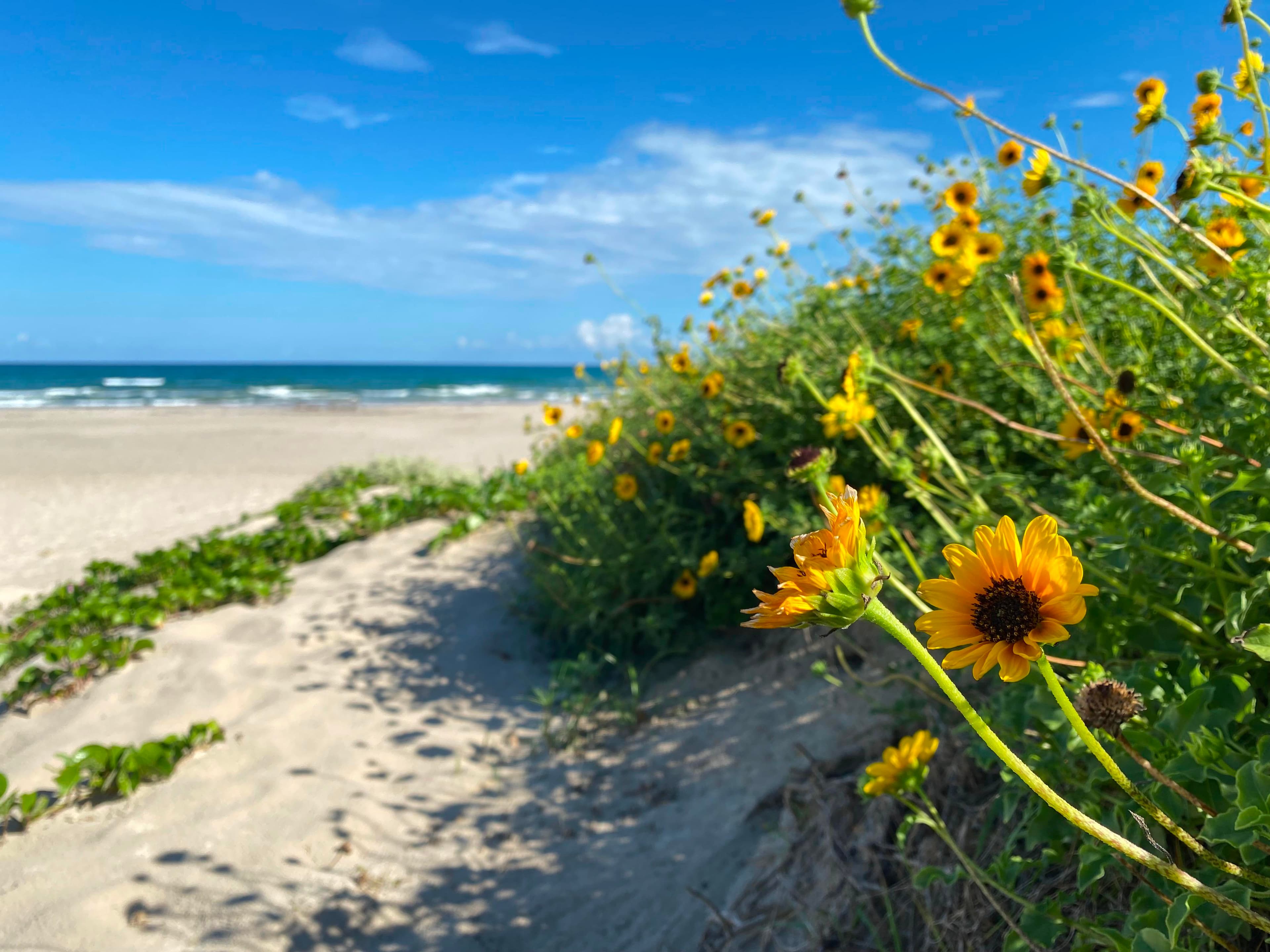 Padre Island National Seashore